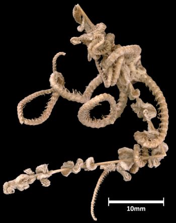 Media type: image;   Invertebrate Zoology OPH-2826 Aspect: cluster